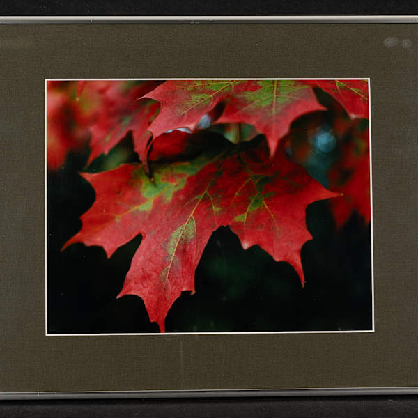Autumn Magic by Teresa Callies, Image 5.