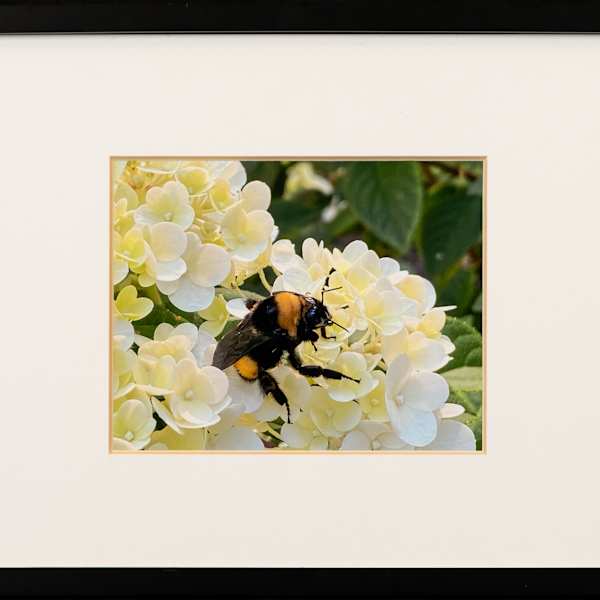 Bee on Hydrangea by Janet Gray, Image 1.