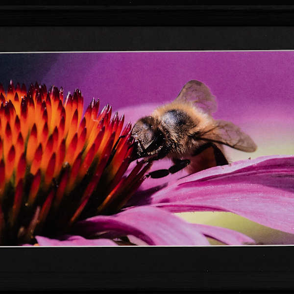 Bee by Vess Velikov, Image 2.