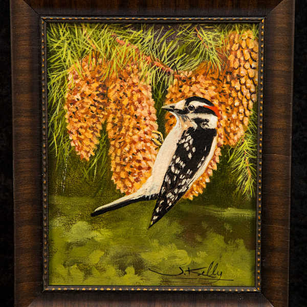 Downy Woodpecker by James Kelly, Image 5.