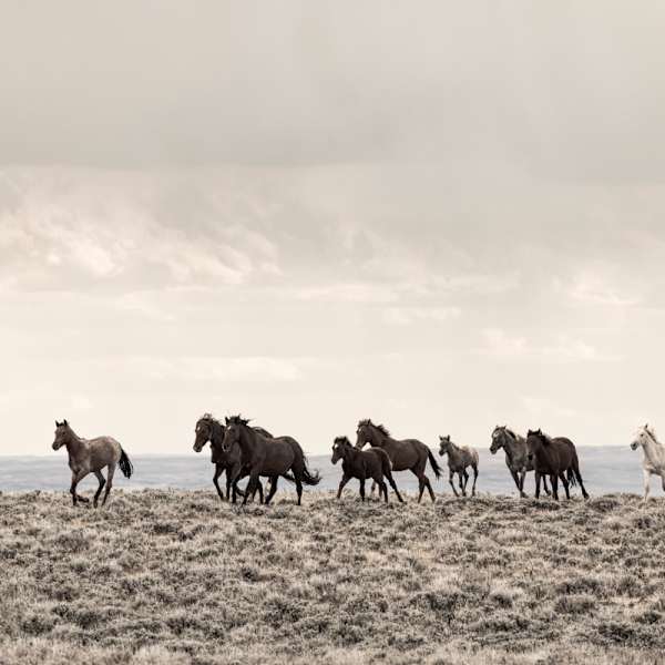Vanishing Wild by Tori Gagne, Image 1.