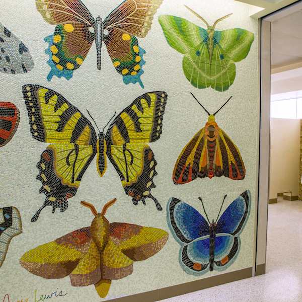 Minnesota Lepidoptera by Josie Lewis, Image 3.