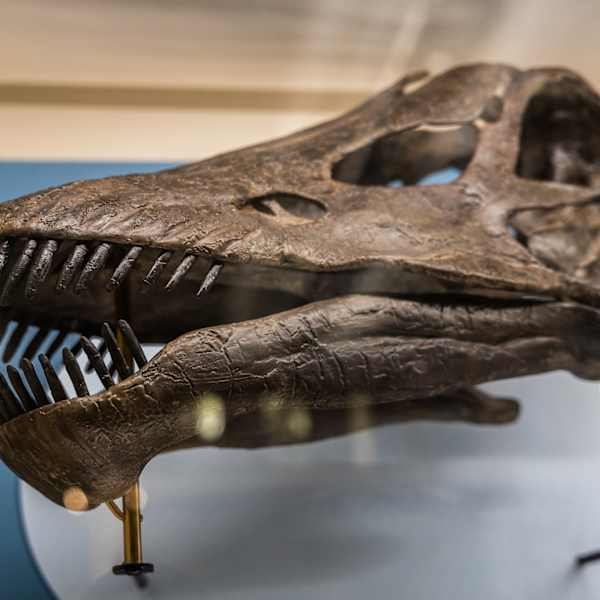 Travel Through Time: Fossils from the Science Museum of Minnesota by Science Museum of Minnesota, Image 5.