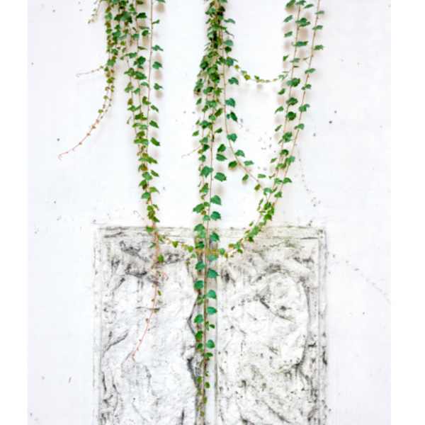 Touch of Nature #1  |  Framed by Jonathan Wheeler, Image 3.