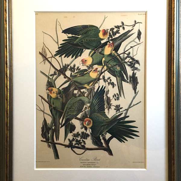 Carolina Parrot by John James Audubon, Image 10.