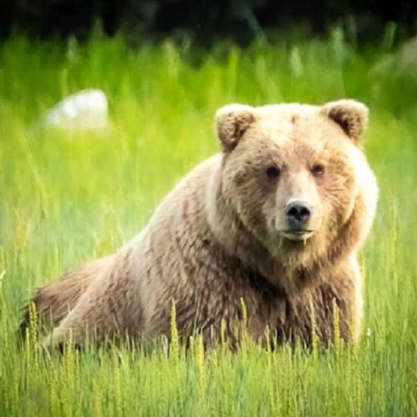 Alaska Female Brown Bear by Michelle Crefasi, Image 1.
