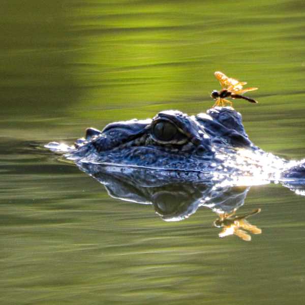 Reflection of Life in the Bayou by Scott Black, Image 1.