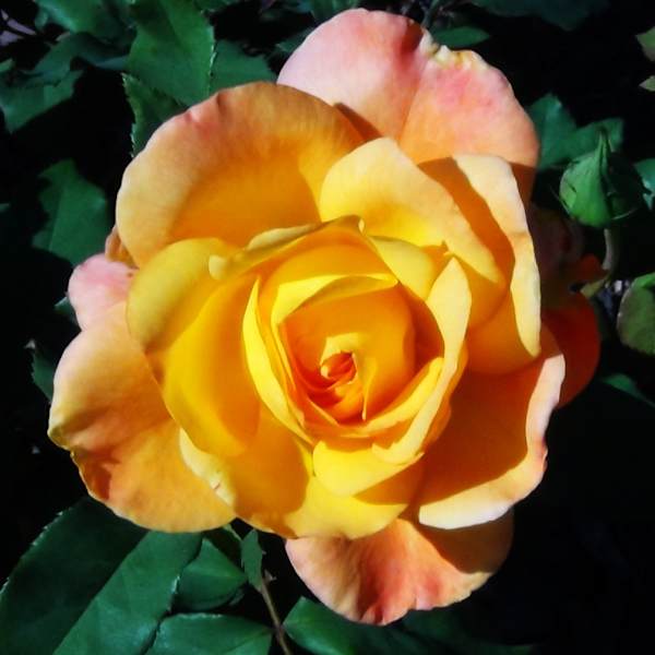 Yellow Rose by Mary Felder, Image 1.