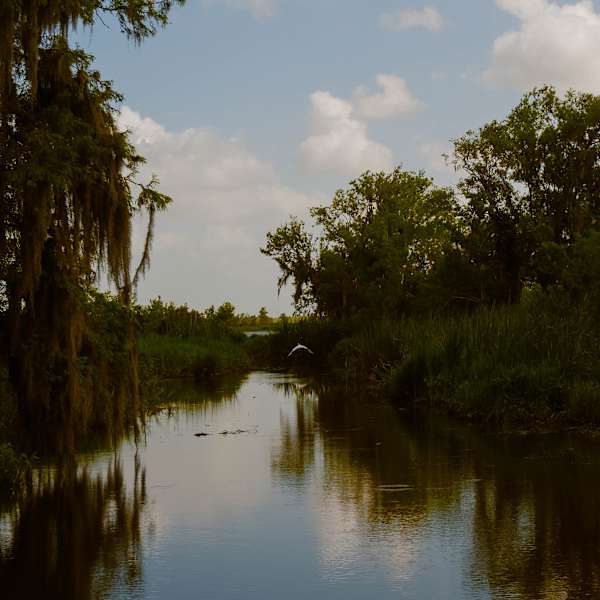 Bayou Bird by Lindsey Chambley, Image 1.