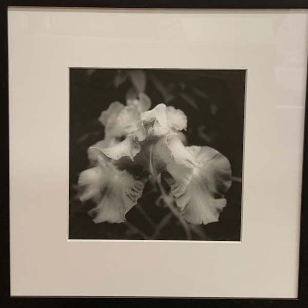 Iris by Judy Lampert, Image 1.