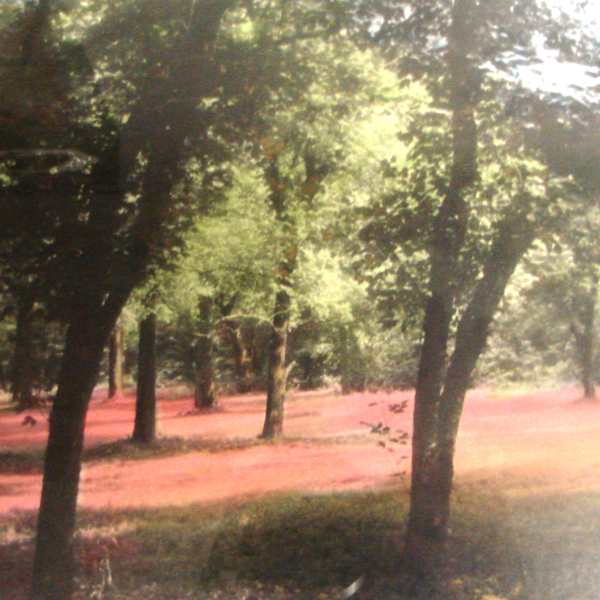 Trees by Art @ Work Collection, Image 1.