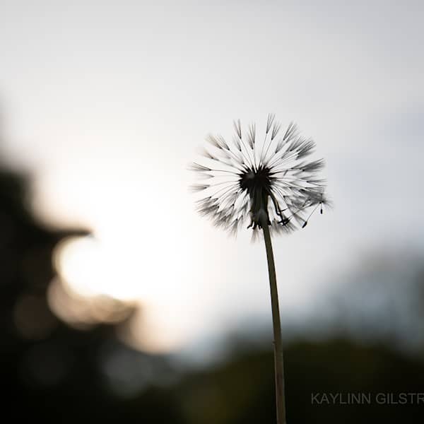New Start by Kaylinn Gilstrap, Image 1.