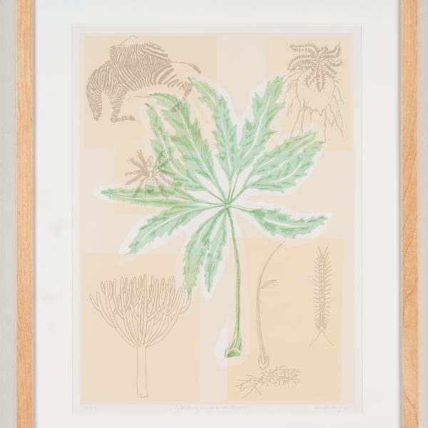 South African Cussonia Spicata (Kiepersol) (12/34) (Caversham, Personal Vocabulary) by Linda Armstrong, Image 2.