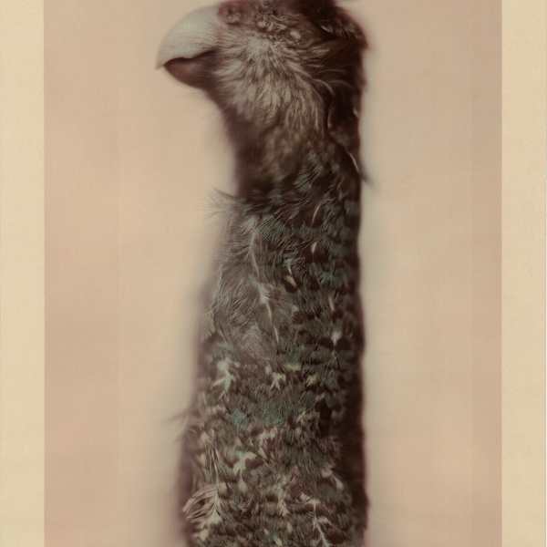 Kakapo Ground Parrot by Ann Hamilton, Image 1.