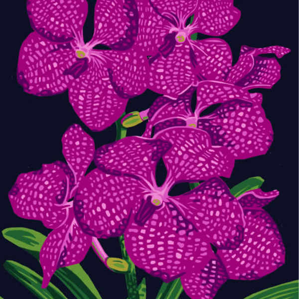 Vanda Orchid (Pink) by Kirk Fanelly, Image 1.