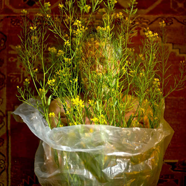 Ecstasy of Tom and Wild Mustard Wrapped in Crinkly Plastic, from "Cloistered Order" series by Raymond Grubb, Image 1.