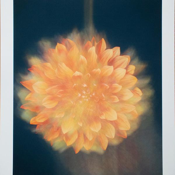 Sun Dahlia by Joyce Tenneson, Image 1.
