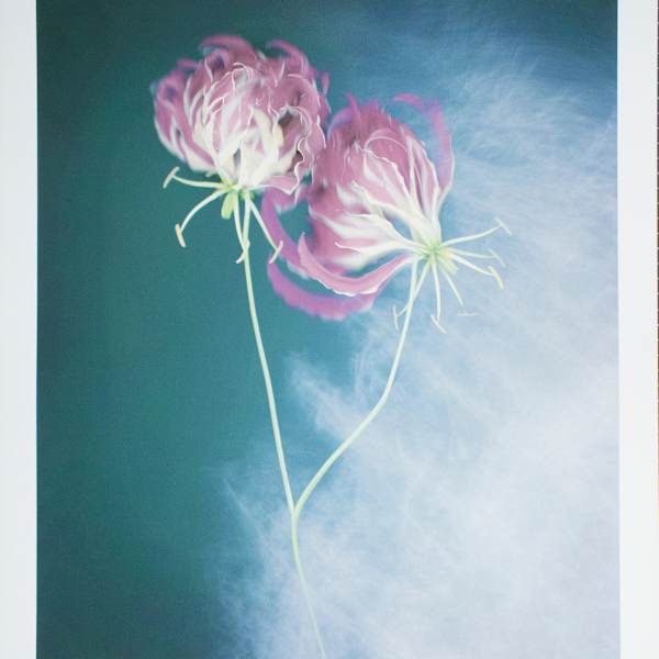 Flame Lilies by Joyce Tenneson, Image 1.
