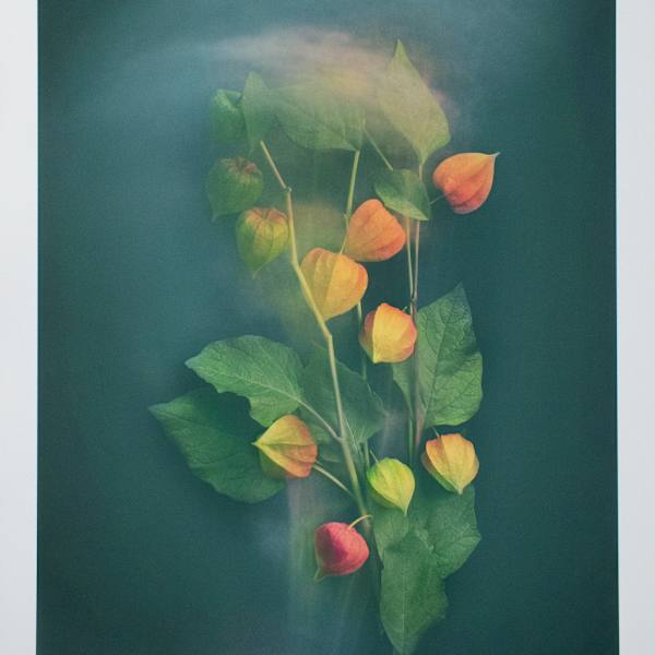 Chinese Lanterns by Joyce Tenneson, Image 1.