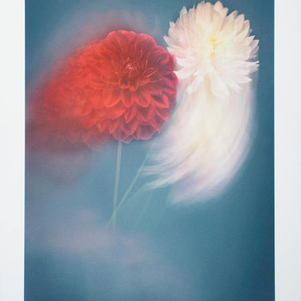 Pink & Red Dahlias by Joyce Tenneson, Image 1.