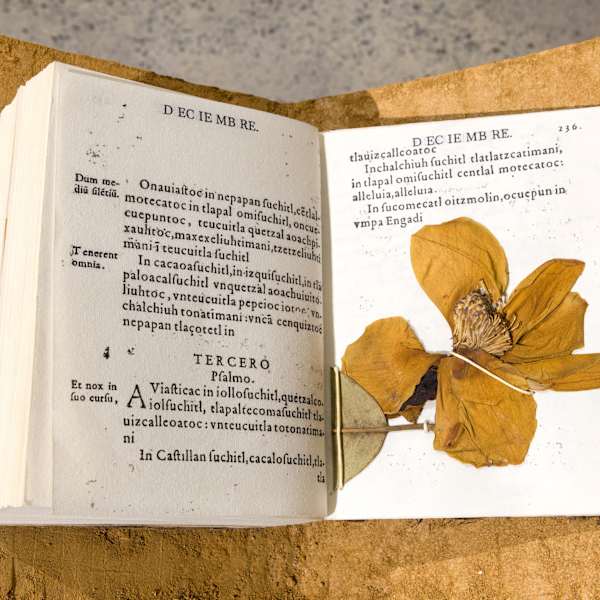 Psalmodia Naturalis (Southern Magnolia - Yolloxochitl - Magnolia Grandiflora) by Lorena Mal, Image 1.