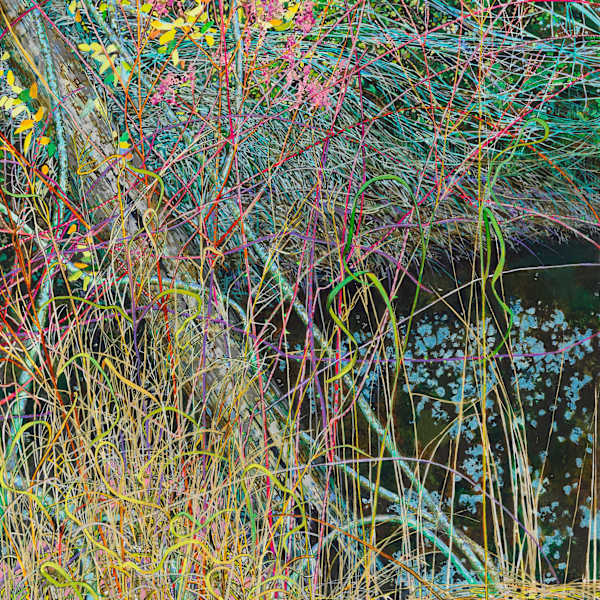 Briarpatch by Elizabeth Bradford, Image 1.