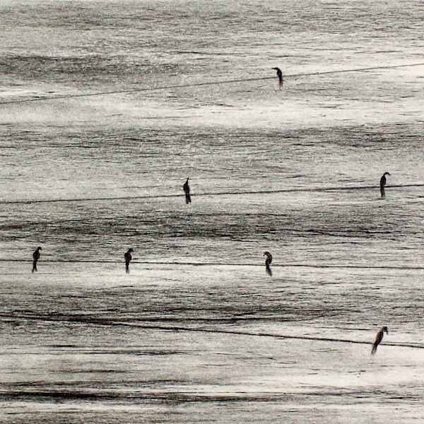 Morning Birds by Richard Aberle Florsheim, Image 1.