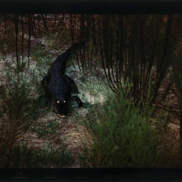 Stalking at Dusk by Martha Strawn, Image 1.