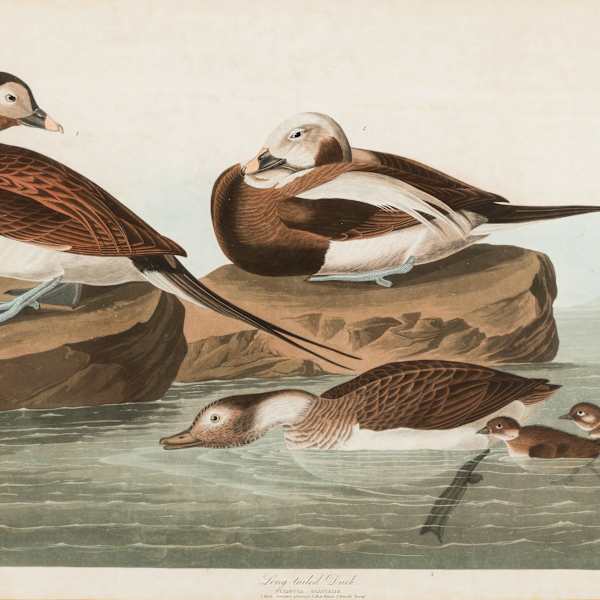 Long-tailed Duck, Fuligula Glacialis (1. Male, summer plumage. 2. Male, winter. 3. Female, young.), from John James Audubon, Birds of America by Robert Havell, Image 1.