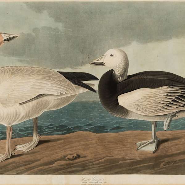 Snow Goose, Answer Hyperborru, Pallas, (1. Adult male 2. Young female, first winter), from John James Audubon, Birds of America by Robert Havell, Image 1.