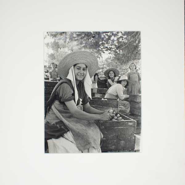 Group - Processing Apricots by Todd Webb, Image 1.