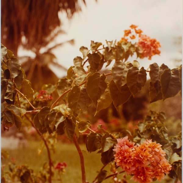 Untitled, from Jamaica Botanical Series by William Eggleston, Image 1.