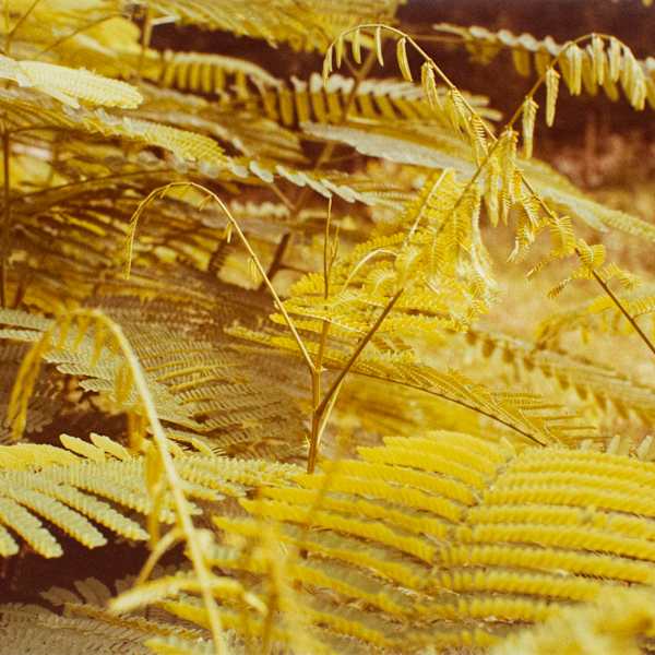 Untitled, from Jamaica Botanical Series by William Eggleston, Image 1.