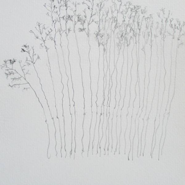 Fountain Grasses by Seth Kelley, Image 1.