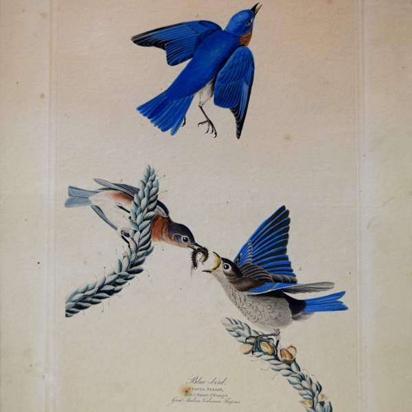 Blue-birds by John Audubon, Image 2.