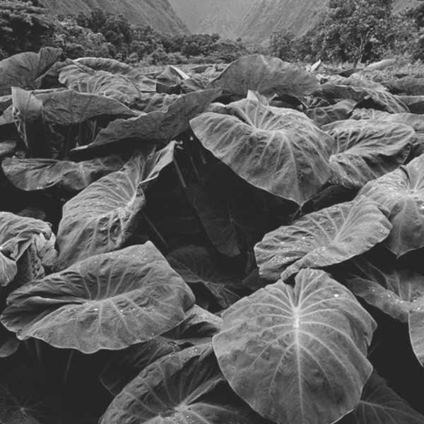 Waipia Valley 1974 by Frank Salmoiraghi, Image 1.