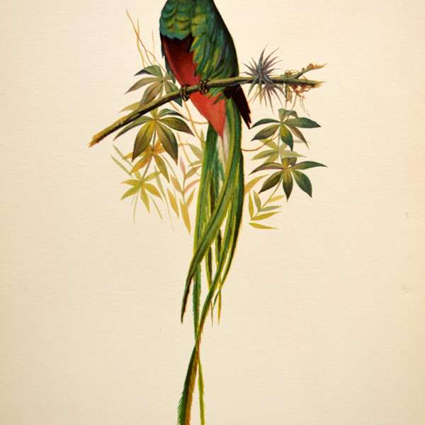 Pajoros de Mexico by Rafael Munoz Lopez, Image 5.