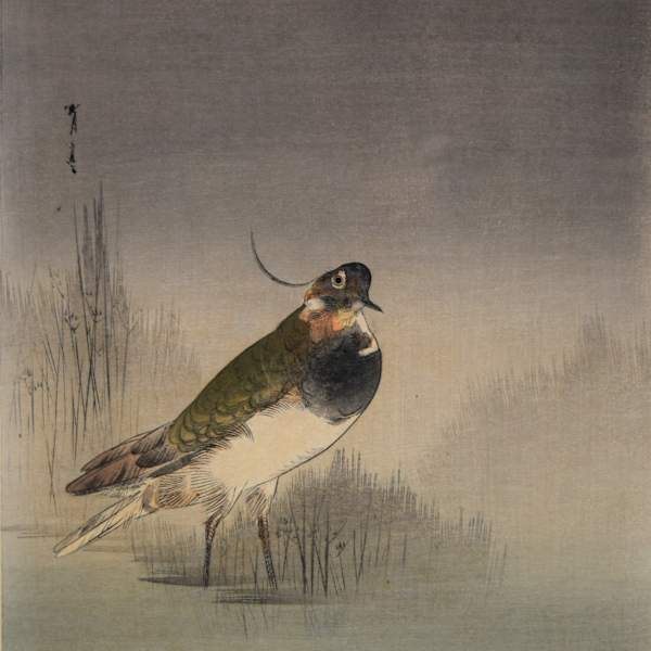 Marsh Bird by Ohara Koson, Image 1.