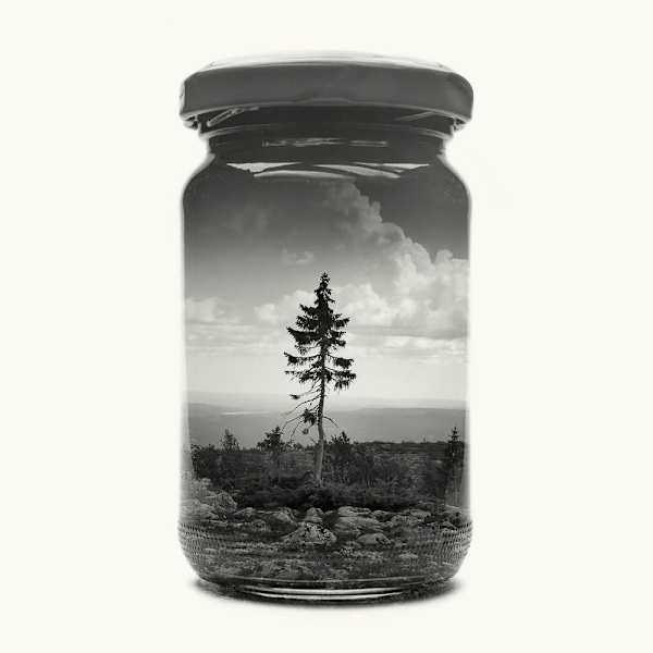 Old Tjikko by Christoffer Relander, Image 1.