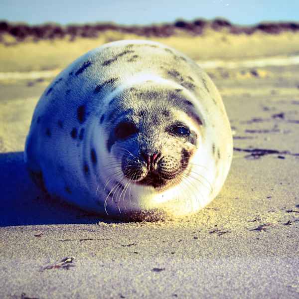 Basking Out by Michelle Jennette, Image 1.