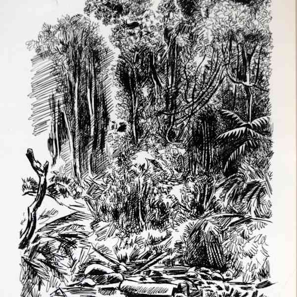 Jungle by Tobias Schneedbaum, Image 1.