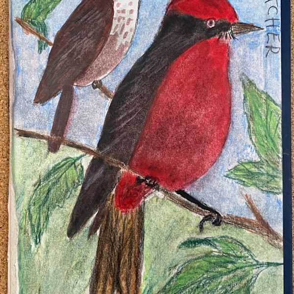 Vermillion Flycatcher (#35) by James Prez, Image 1.