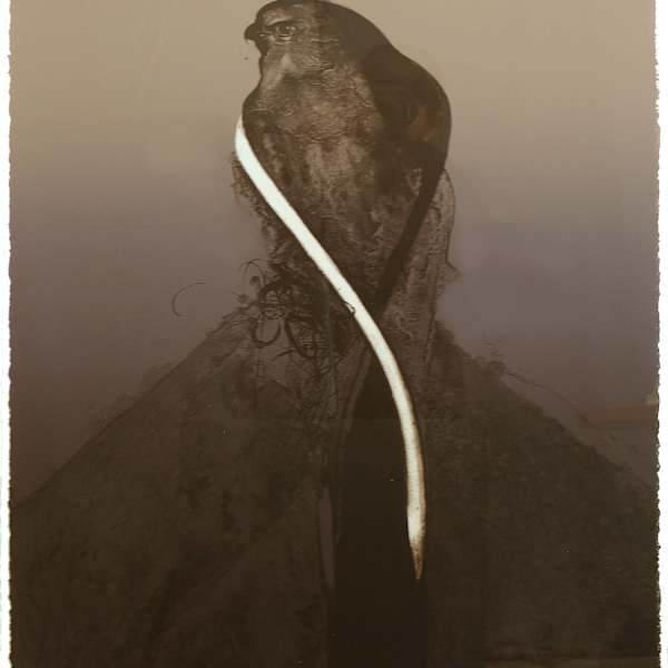 Acoma Hawk IV by Nathan Oliveira, Image 6.