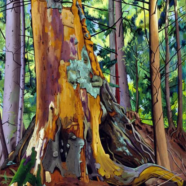 Old Growth Stump by Robert Lucy, Image 2.