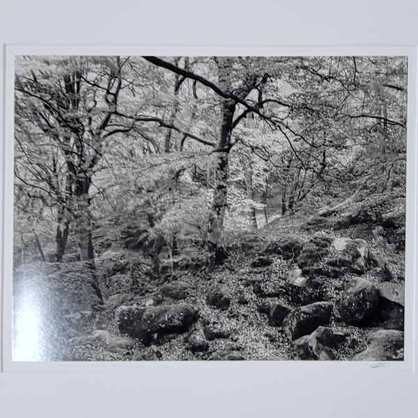 Le Grand Mont Chauvet Foret Fontainebleau by Fred Sigman III, Image 1.