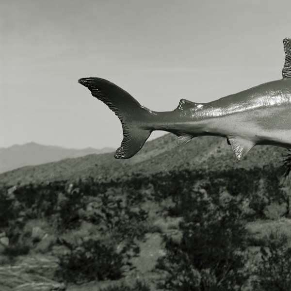 Unidentified Species, Shark: Nevada Desert by Sam Davis, Image 3.