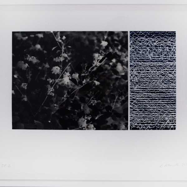 Diptych #1, (Small Miracles)  from the project THERMAL by Linda Alterwitz, Image 1.