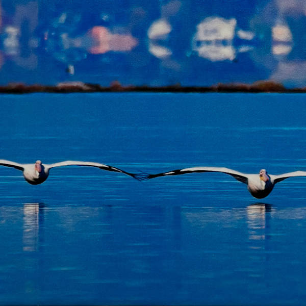 Synchronized Flight by Christina Darkula, Image 1.