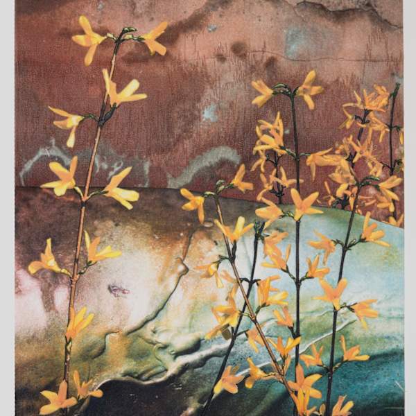 Forsythia Series “B” by Deborah Melton Anderson, Image 1.