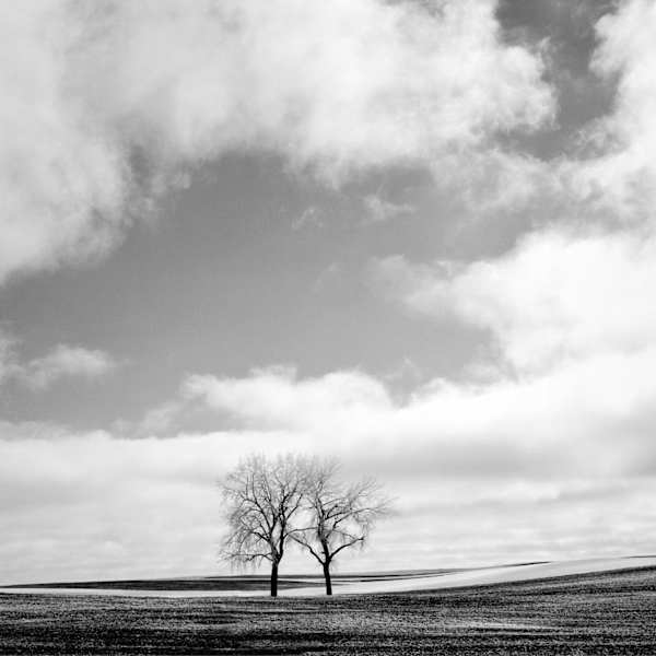 Tree Pair by Steve Babbitt, Image 1.